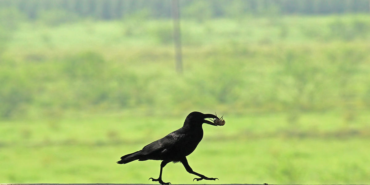 The Intelligent Crow: Exploring Human-Animal Relationships Cross-Culturally  | Human Relations Area Files