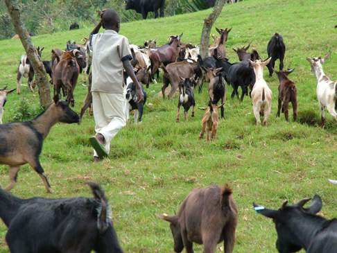 Boy herding goats