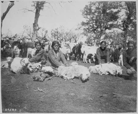Navajo women and girls shearing sheep together Navajo women and girls shearing sheep together