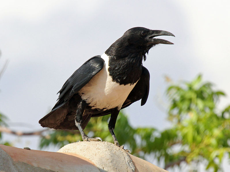 A pied crow on a ledge, with tree in background. 