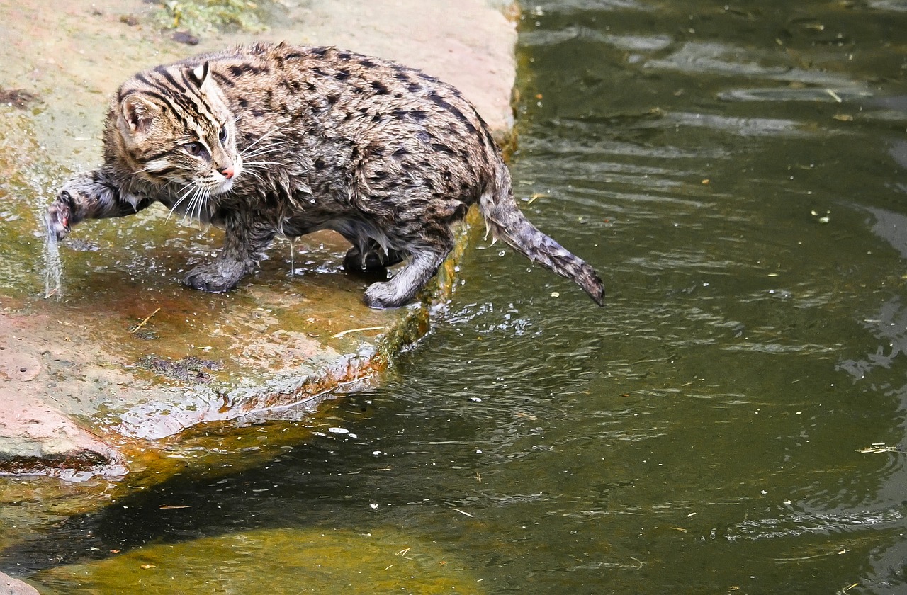 Wet cat