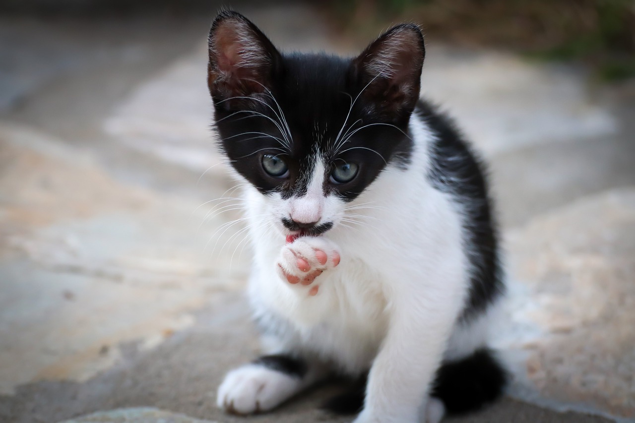 Cat licking paw