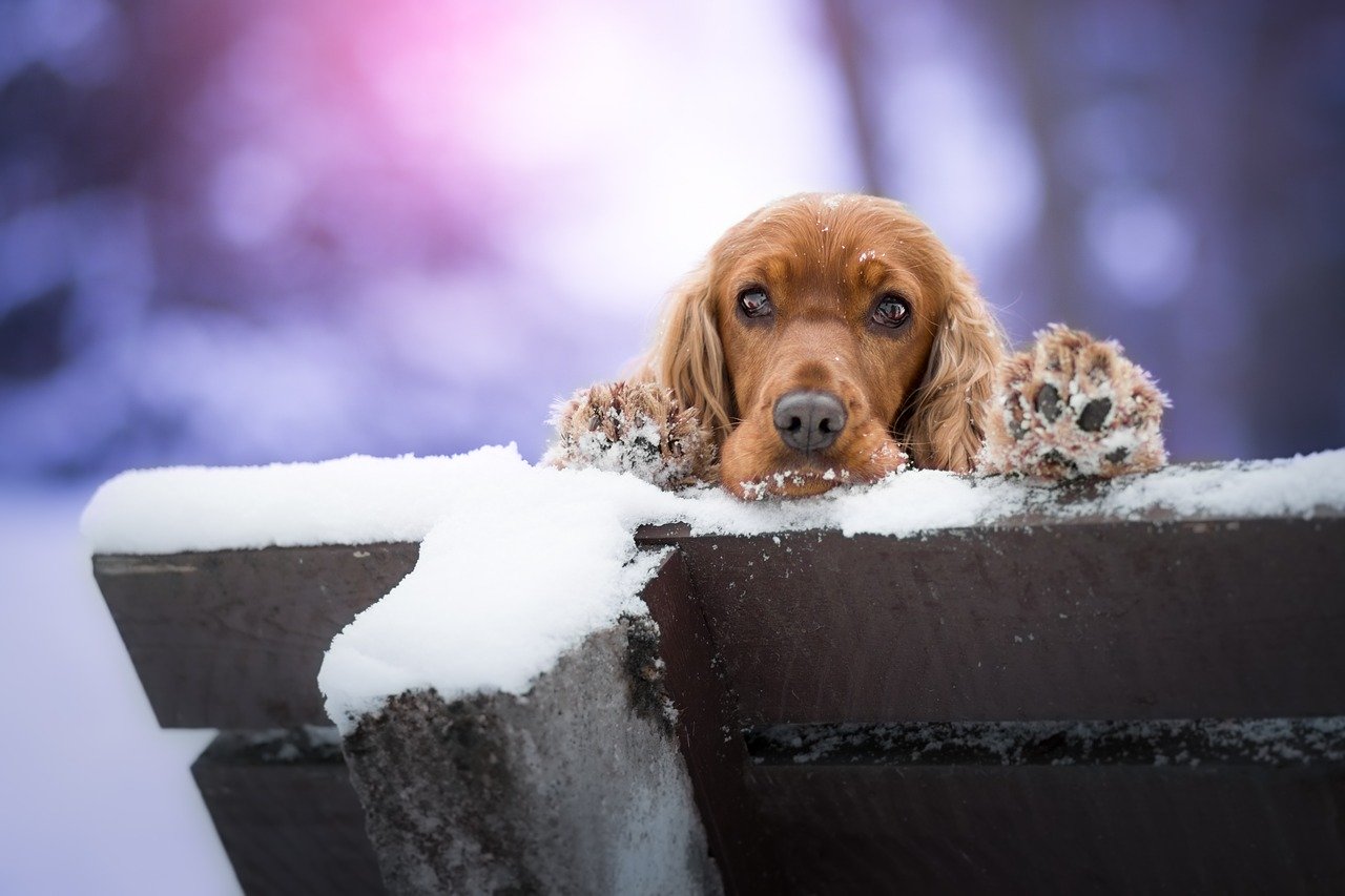 dog on bench