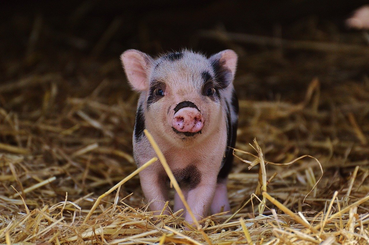 piglet smiling