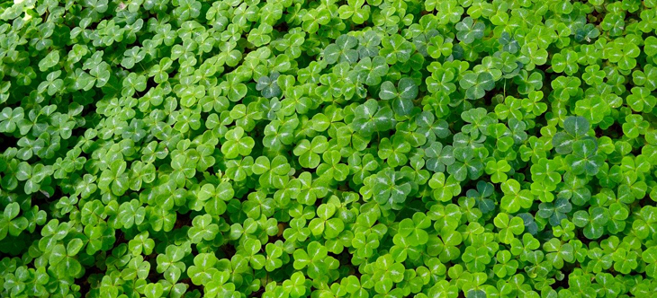 green clover field