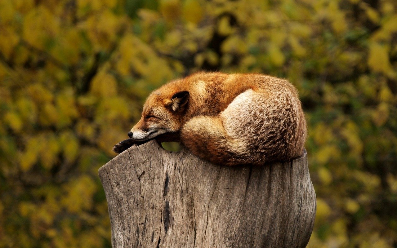 fox sleeping in forest