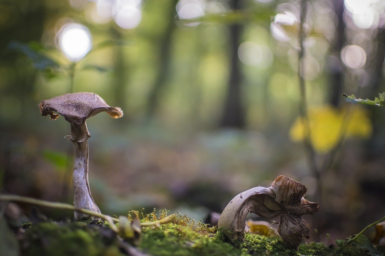 mushrooms in forest