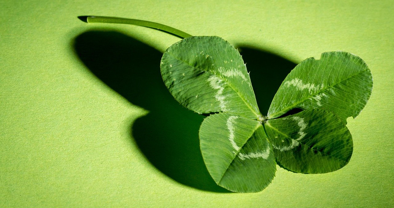 shamrock on green background