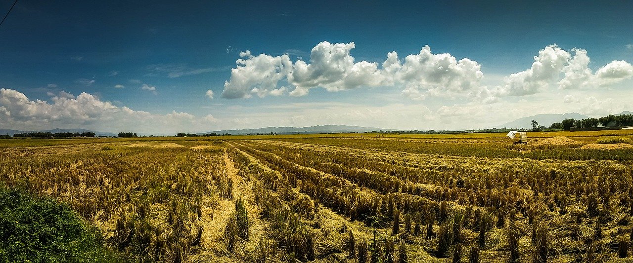 irrigation landscape