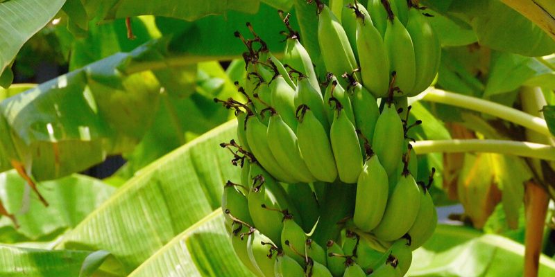 banana tree with leaves