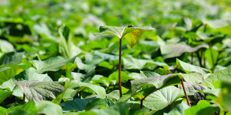 sweet potato leaves